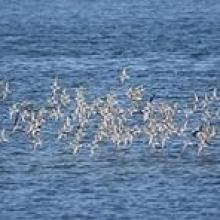 Calidris alpina flying over Fujimae-higata