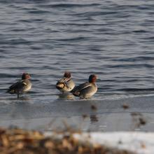 Flock of common teal.