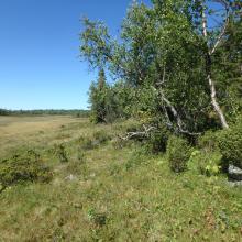 Birch forest and mire at Hynna