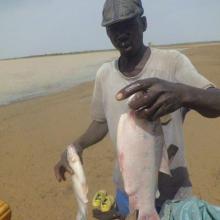 « le faux capitaine »; une des espèces de poisson présente dans les captures des pêcheurs