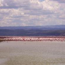 Flamingos in Lake Nakuru in the background