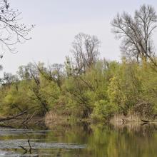 Belső-Béda oxbow (pond 2) in spring