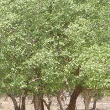 Peuplement pur d’Anogeissus leiocarpus