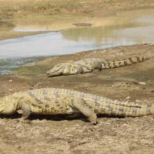 Crocodiles du Sourou