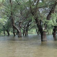 Acacia senegal en inondation temporaire au lac Magui