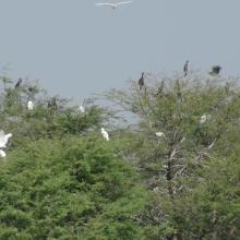 Dortoir des oiseaux d'eau au lac Magui