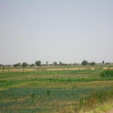 Photo 7 : Étendue de spéculations maraîchères  dans le périmètre aménagé   dans le cadre du MCA