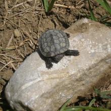 Mauremys rivulata