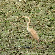 Ardea purpurea