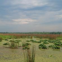 Poganovo Field