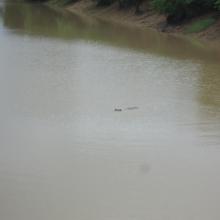 Photo 11 : On peut apercevoir un hippopotame se baignant sous le pont de Léry