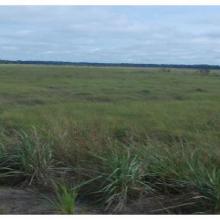 Savane inondée, site Tchicapika-Owando