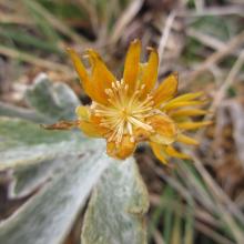 Qualifying plant species Silvery Buttercup Hamadryas argentea