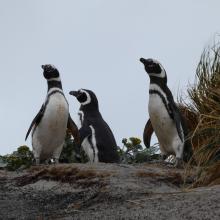 Qualifying bird species Magellanic Penguin Spheniscus magellanicus