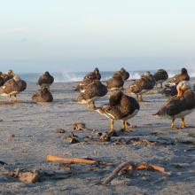 Qualifying bird species the endemic Falkland Steamer Duck Tachyeres brachydactyla