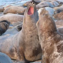 Qualifying mammal species Southern Elephant Seal Mirounga leonina 2