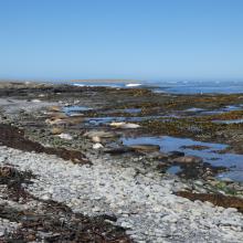 Wetland Type D and E - intertidal rocky shore and pebble shore