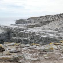 Wetland Type E - sea birds cliffs with nesting Southern Rockhopper Penguins Eudyptes chrysocome