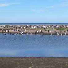 Wetland Type J - coastal brackish lagoon with bathing Gentoo Penguins Pygoscelis papua bathing
