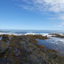 Wetland type D - intertidal rocky shore