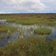 Lihula Bog, pools and hollows