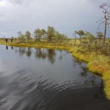 Bog pool in Kuresoo, Soomaa NP