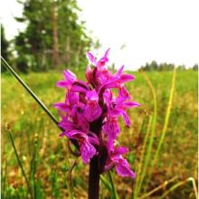 Orchids grow in the wetlands at Hedmarksvidda. Here: The  early marsh-orchid found at Harasjømyrene