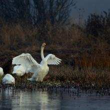 Whooper Swans in the Dokkadelta
