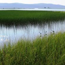 View of outer parts of the delta, towards East. Here one can find extensive carex and horsetail vegetation and low-laying islets.