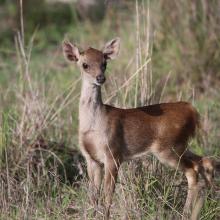 Timor Deer 