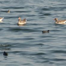 Greylag_Goose Greylag_Goose