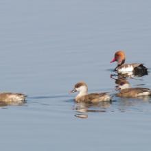 Migrant Duck_Red-crested Pochard Migrant Duck_Red-crested Pochard