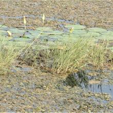 Rooted Hydrophyte_Nymphaea Rooted Hydrophyte_Nymphaea