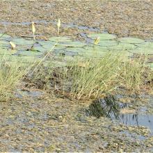 Rooted Hydrophyte_Nymphaea