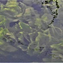 Submerged Hydrophyte_Ottelia