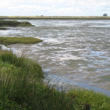 Lower Berg River Estuary