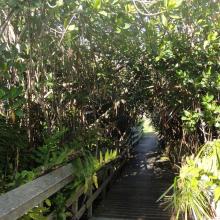 The Paget Marsh boardwalk entering the mangroves