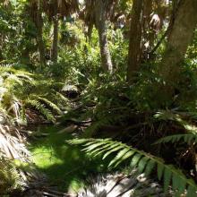 Spike rushes, ferns and Bermuda Palmettos in the interior of Paget Marsh