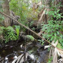 Endemic Bermuda Palmettos, ferns and invasive Marlberry, Paget Marsh
