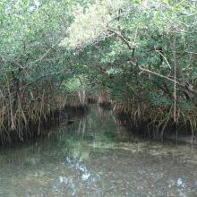 Red mangrove trees along a tidal channel, Hungry Bay Mangrove Swamp