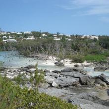 Dead mangroves and eroding rocky shore at Hungry Bay