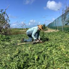 BAS members planting endemic trees at SLBW