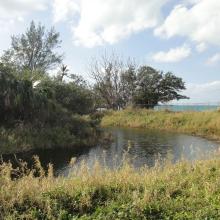 Mangrove islet, pond edge and the sea beyond at Somerset Long Bay West