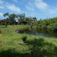 Newly planted endemic trees along the edge of Somerset Long Bay Pond