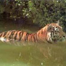 A swimming Bengal Tiger (Panthera tigris) is crossing a tidal creek in Bangladesh Sundarbans