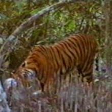 A Bengal Tiger (Panthera tigris) is feeding on its prey in the Mangrove Swamp of Bangladesh Sundarbans 
