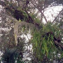 Colorful ferns, lichens, climbers developed on the trunk of Sundri (Heritiera fomes) of Bangladesh Sundarbans