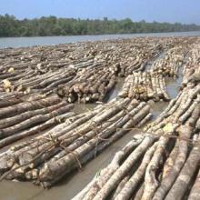 Boom of Gewa (Excoecaria agallocha) being transported to the Khulna Newsprint Mill from the Sundarbans as a pulpwood for manufacturing newsprint.