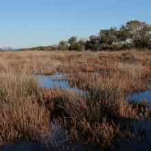 Trappola marsh