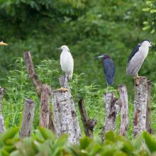 Ardea alba, Egretta thula, E. caerulea, Nycticorax nycticorax